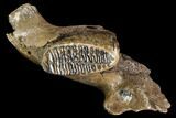 Juvenile Woolly Mammoth Jaw Section - Germany #111758-6